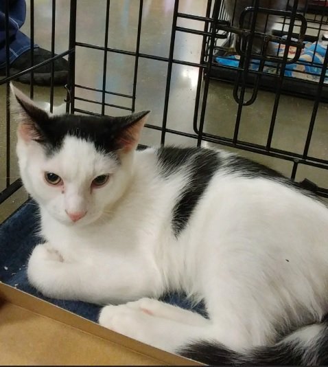 Porgy, an adoptable Domestic Short Hair in Plano, TX, 75026 | Photo Image 3