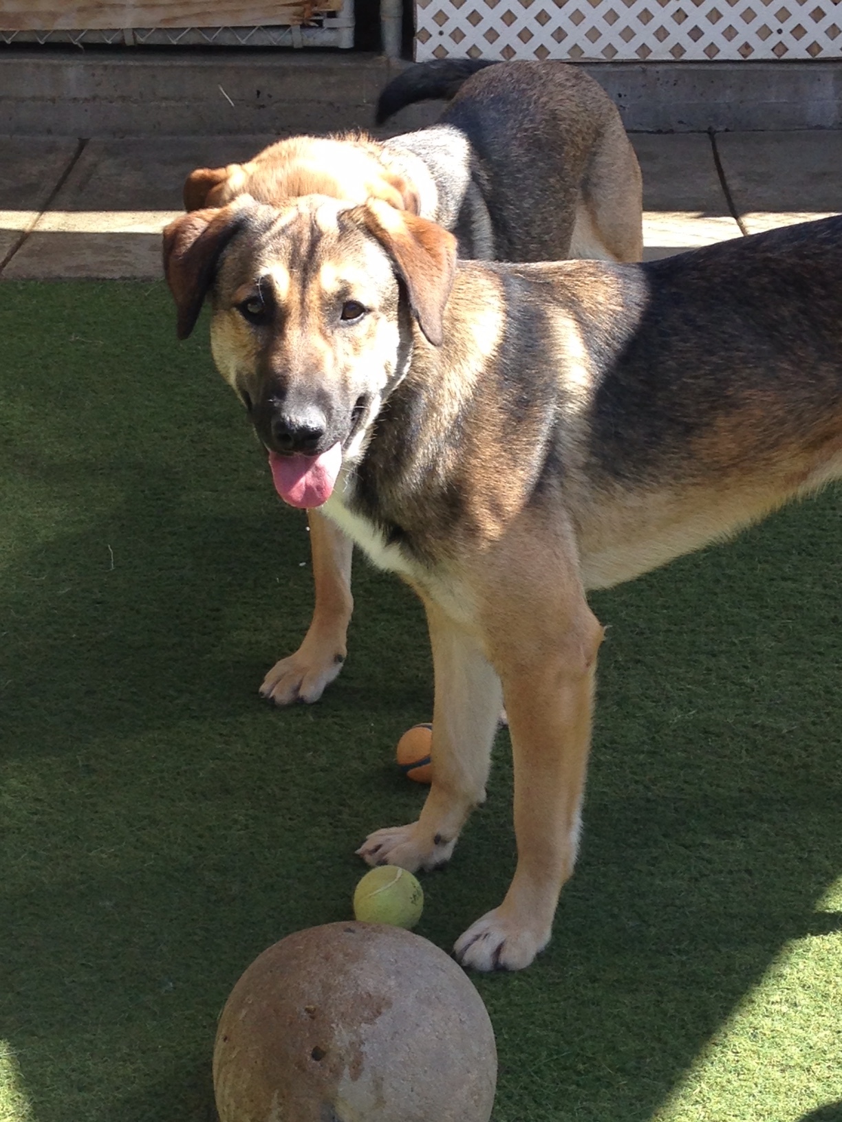 Deedee, an adoptable German Shepherd Dog, Retriever in Newport Beach, CA, 92660 | Photo Image 2