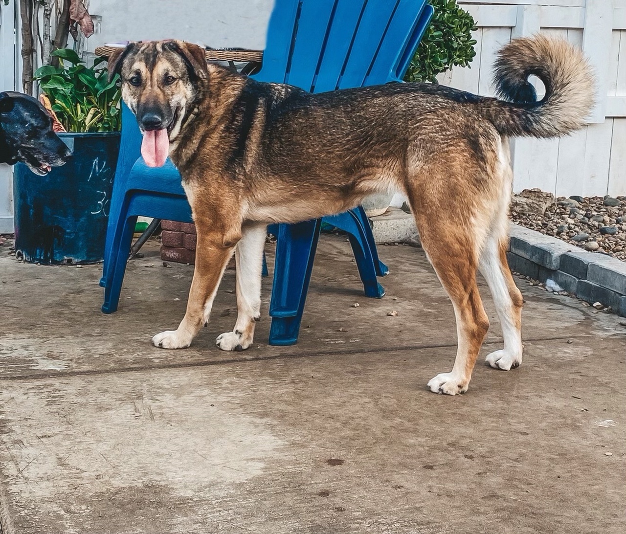 Deedee, an adoptable German Shepherd Dog, Retriever in Newport Beach, CA, 92660 | Photo Image 4