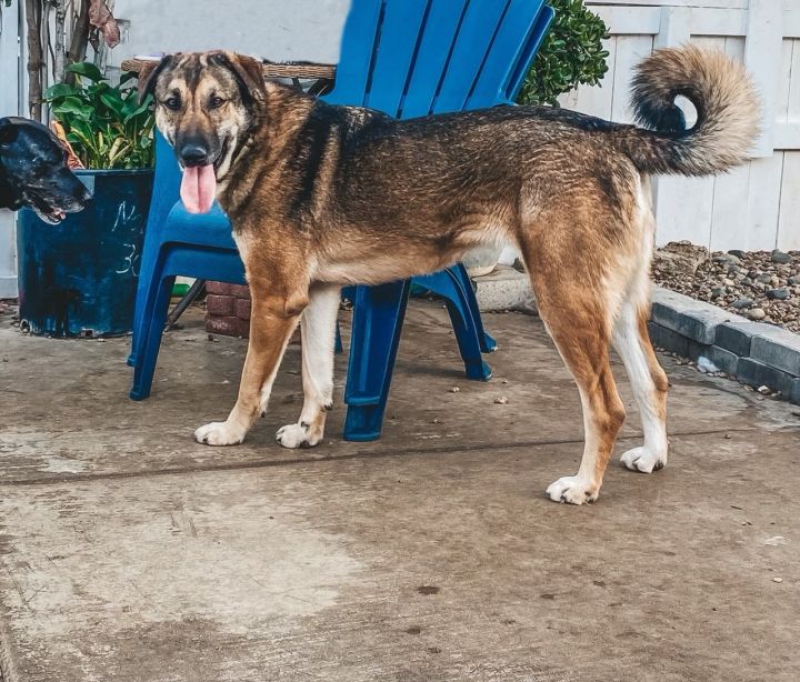 Deedee, an adoptable German Shepherd Dog & Retriever Mix in Newport Beach, CA_image-4