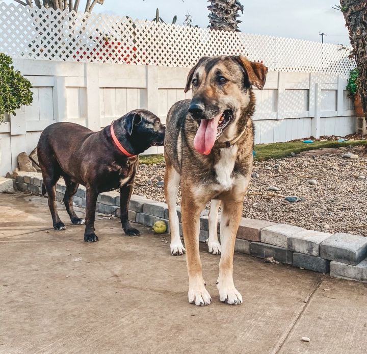Deedee, an adoptable German Shepherd Dog & Retriever Mix in Newport Beach, CA_image-6