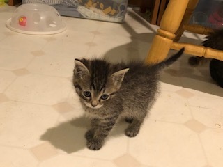 Foster Tabby Kittens - affectionate!