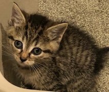 Foster Tabby Kittens - affectionate! 2