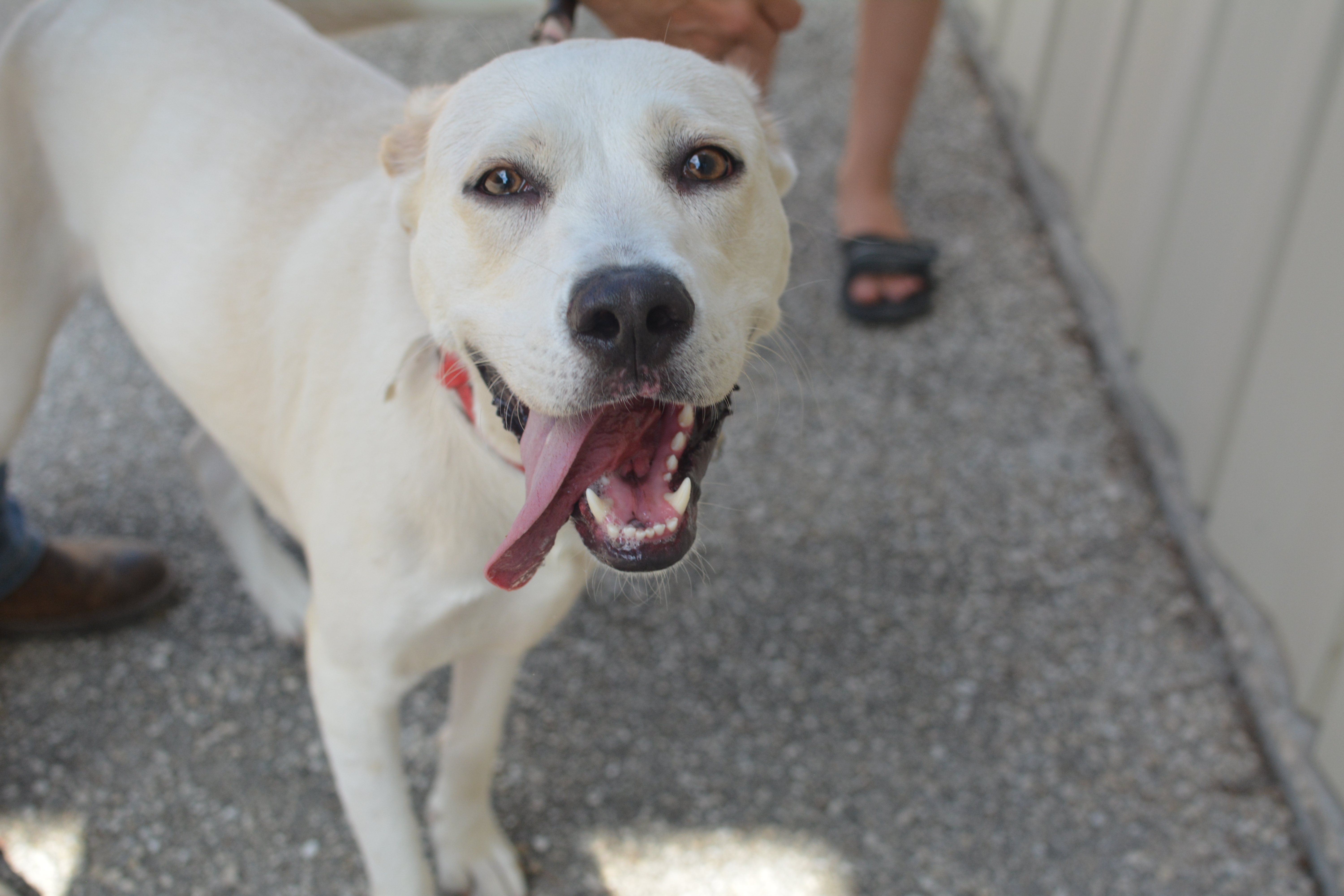 Lily, an adoptable Labrador Retriever in Lago Vista, TX, 78645 | Photo Image 2