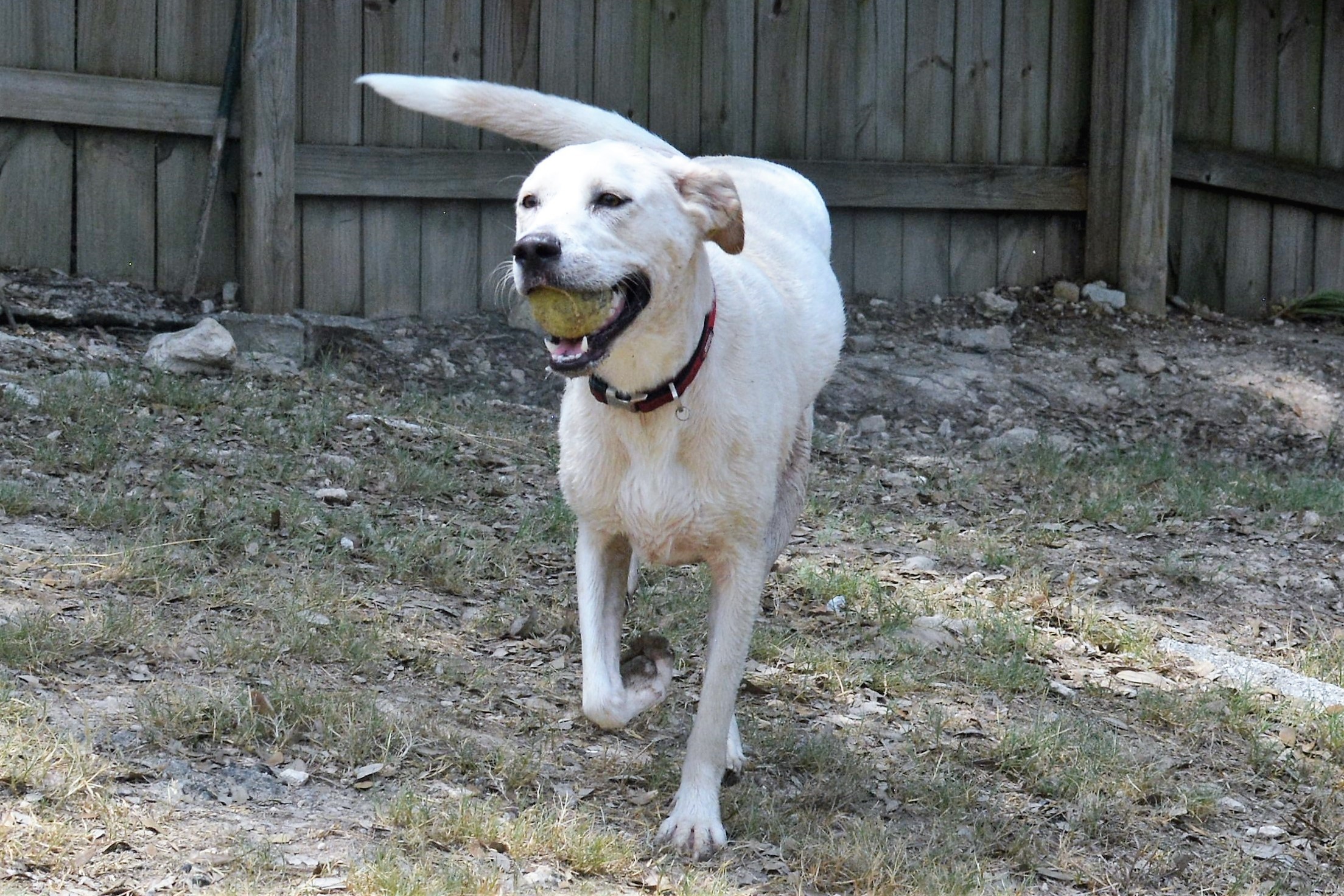 Lily, an adoptable Labrador Retriever in Lago Vista, TX, 78645 | Photo Image 3
