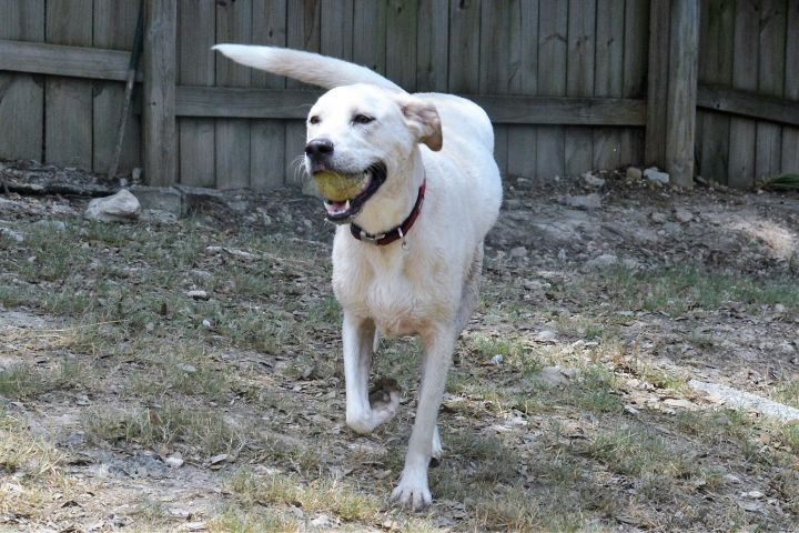 Lily, an adoptable Labrador Retriever Mix in Lago Vista, TX_image-3