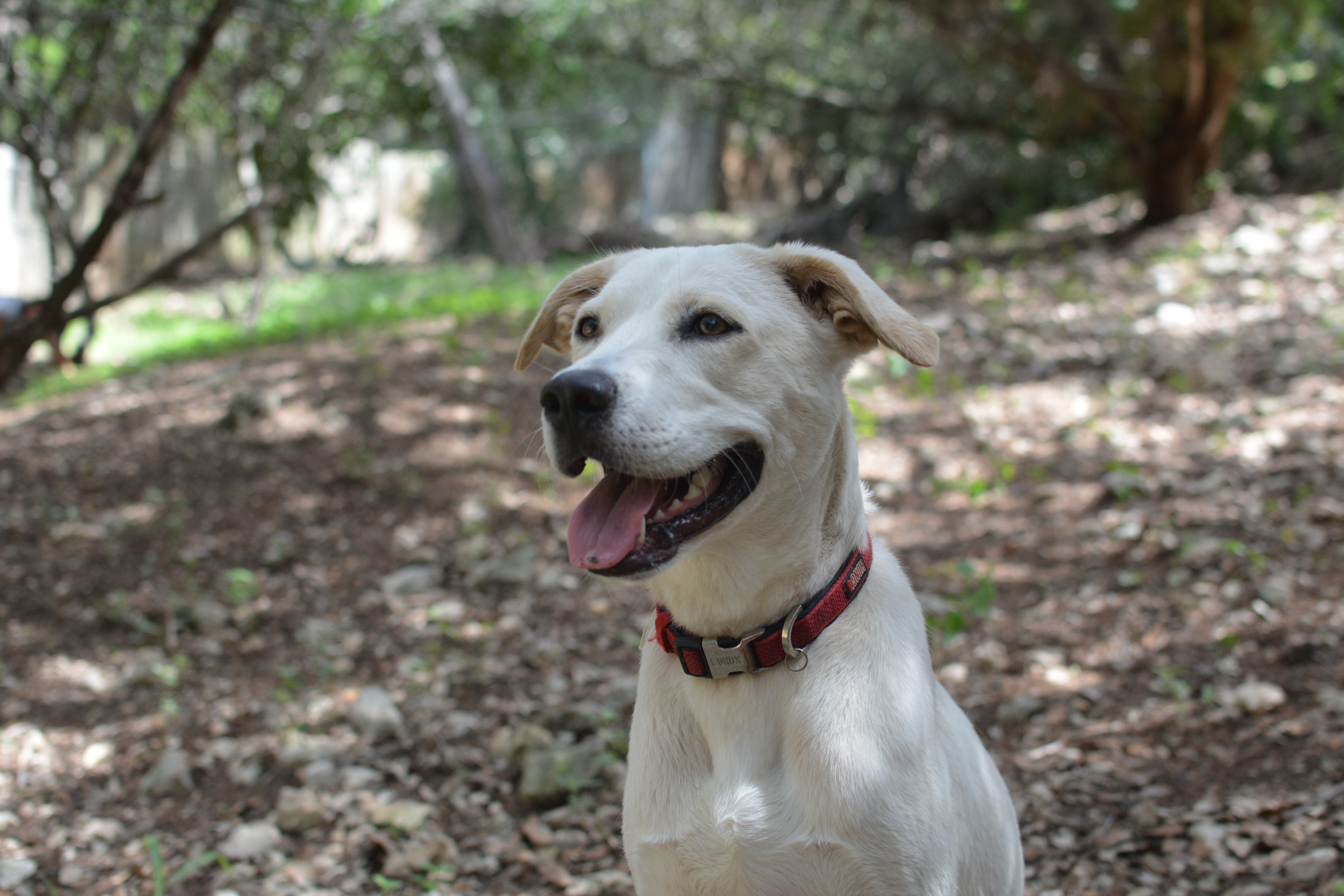 Lily, an adoptable Labrador Retriever in Lago Vista, TX, 78645 | Photo Image 4