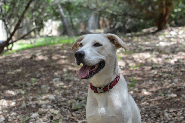 Lily, an adoptable Labrador Retriever Mix in Lago Vista, TX_image-4