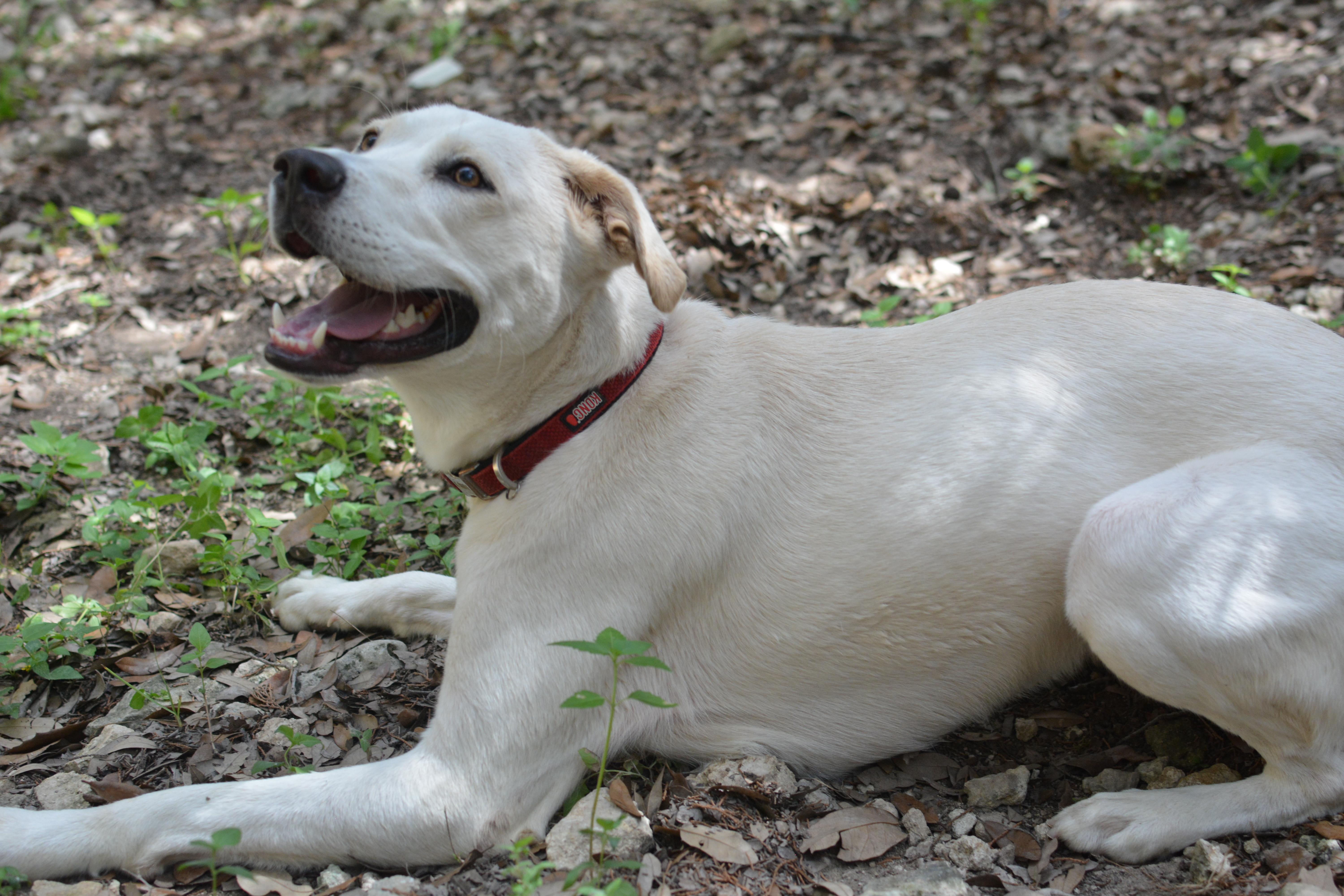 Lily, an adoptable Labrador Retriever in Lago Vista, TX, 78645 | Photo Image 5