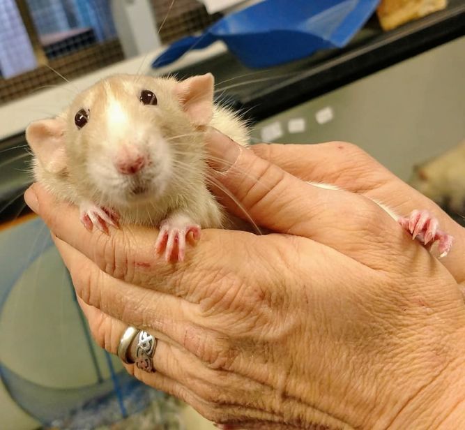 Adult store dumbo rat