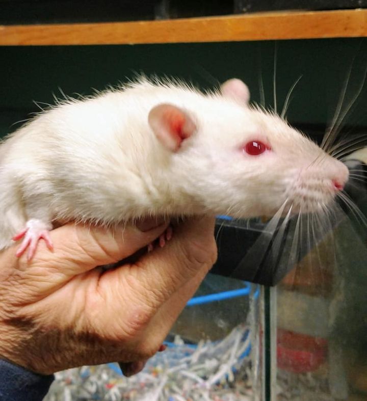 Rats, an adoptable Rat Mix in Independence, IA_image-2