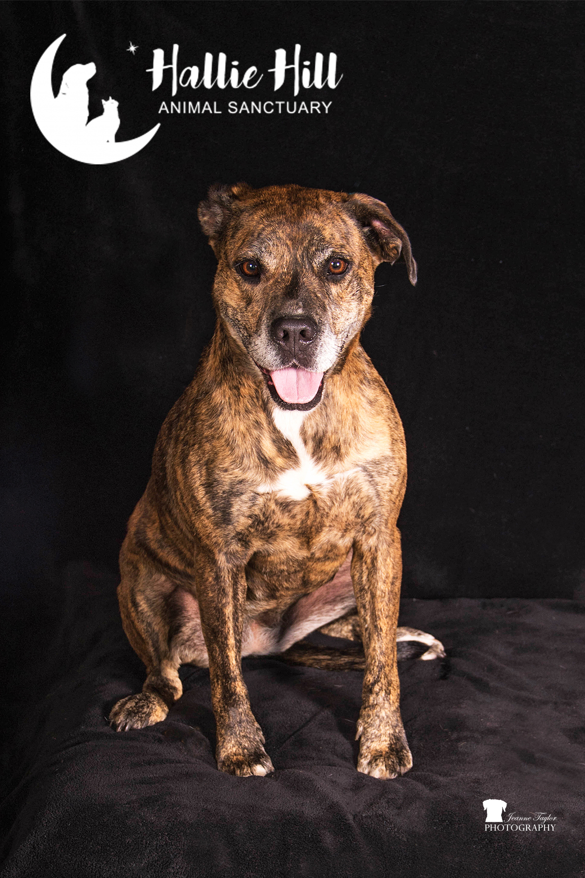 Magic, an adoptable Labrador Retriever in Hollywood, SC, 29449 | Photo Image 2