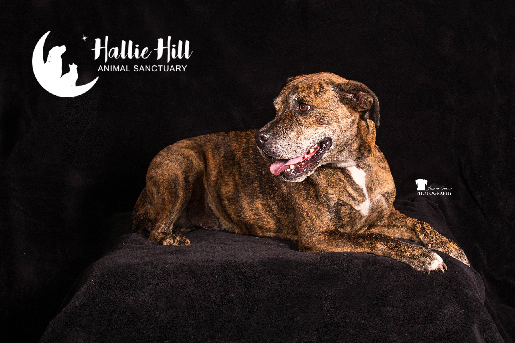 Magic, an adoptable Labrador Retriever in Hollywood, SC, 29449 | Photo Image 3