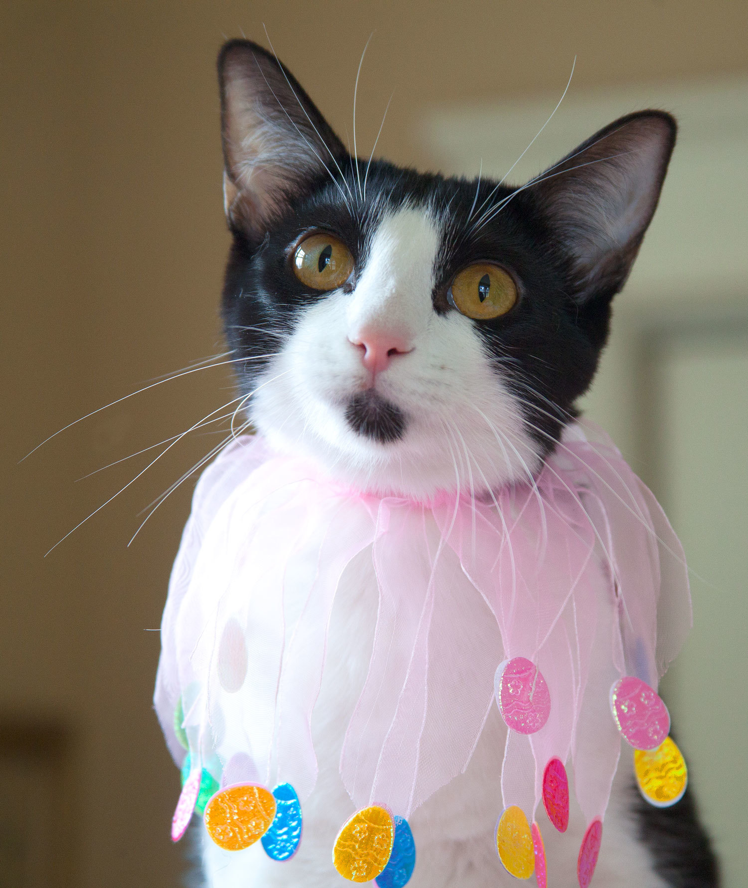 Hayle, an adoptable Tuxedo, Domestic Short Hair in Franklin, TN, 37064 | Photo Image 2