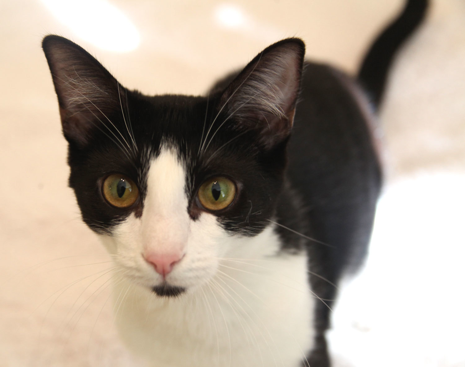 Hayle, an adoptable Tuxedo, Domestic Short Hair in Franklin, TN, 37064 | Photo Image 3