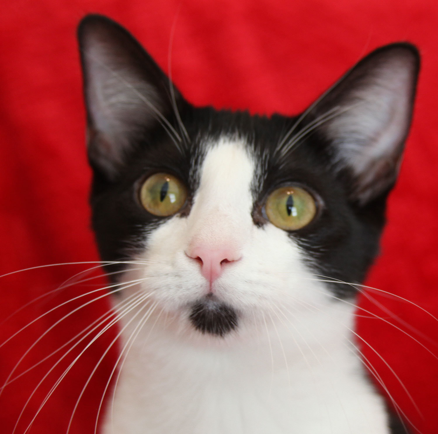 Hayle, an adoptable Tuxedo, Domestic Short Hair in Franklin, TN, 37064 | Photo Image 1