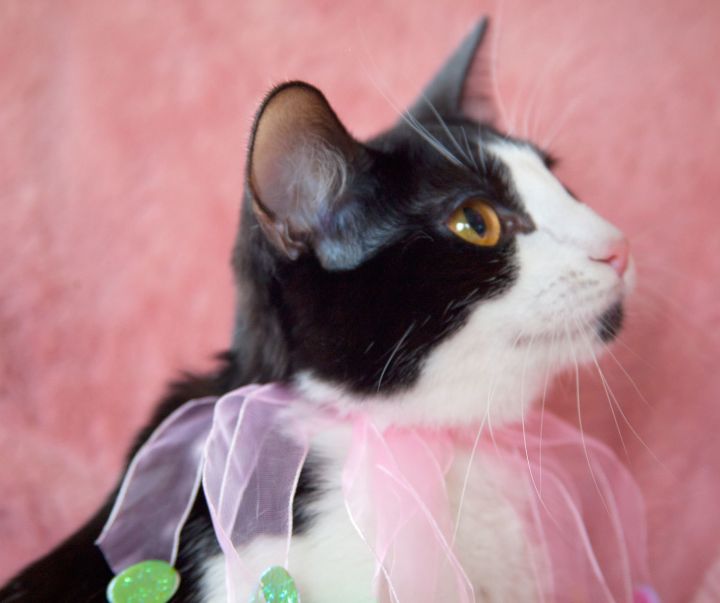Hayle, an adoptable Tuxedo & Domestic Short Hair Mix in Franklin, TN_image-5