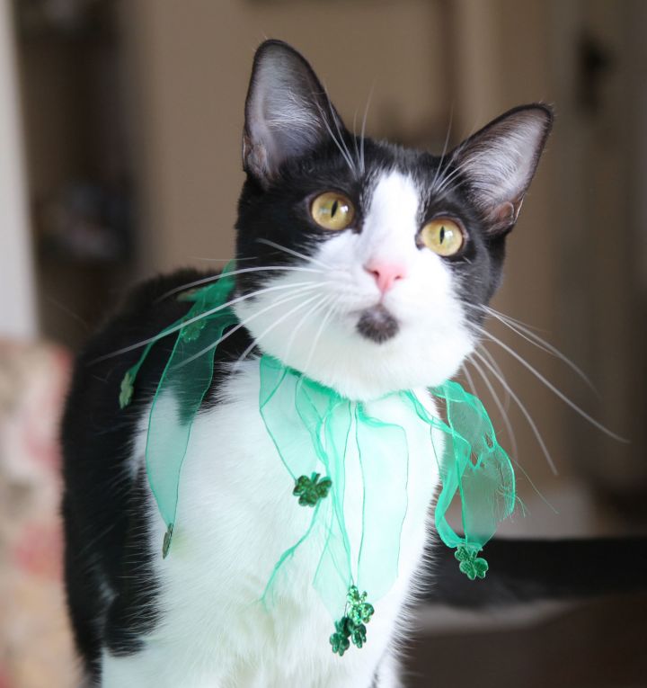 Hayle, an adoptable Tuxedo & Domestic Short Hair Mix in Franklin, TN_image-6