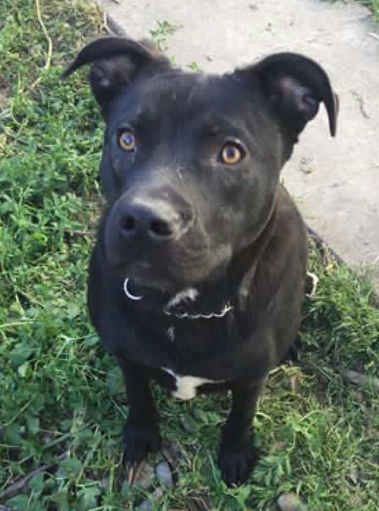 Bugsy, an adoptable Labrador Retriever, Pit Bull Terrier in Stockton, CA, 95209 | Photo Image 3