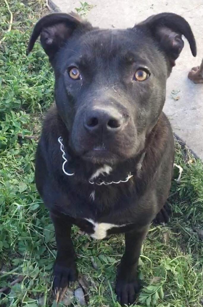 Bugsy, an adoptable Labrador Retriever, Pit Bull Terrier in Stockton, CA, 95209 | Photo Image 1