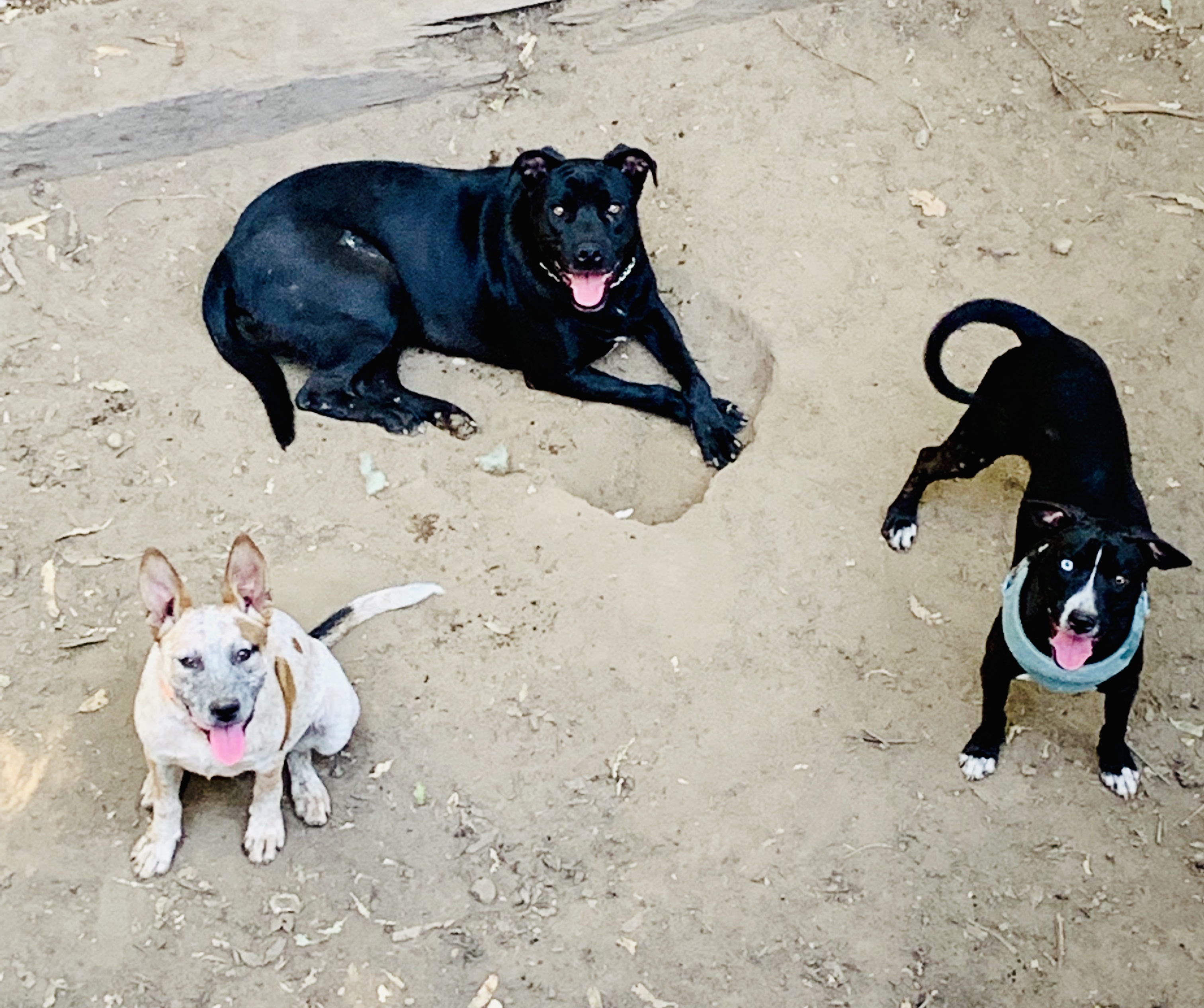 Bugsy, an adoptable Labrador Retriever, Pit Bull Terrier in Stockton, CA, 95209 | Photo Image 6