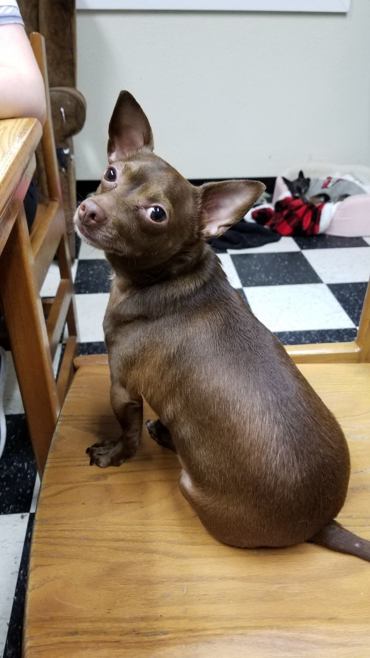 Miniature doberman store and chihuahua mix