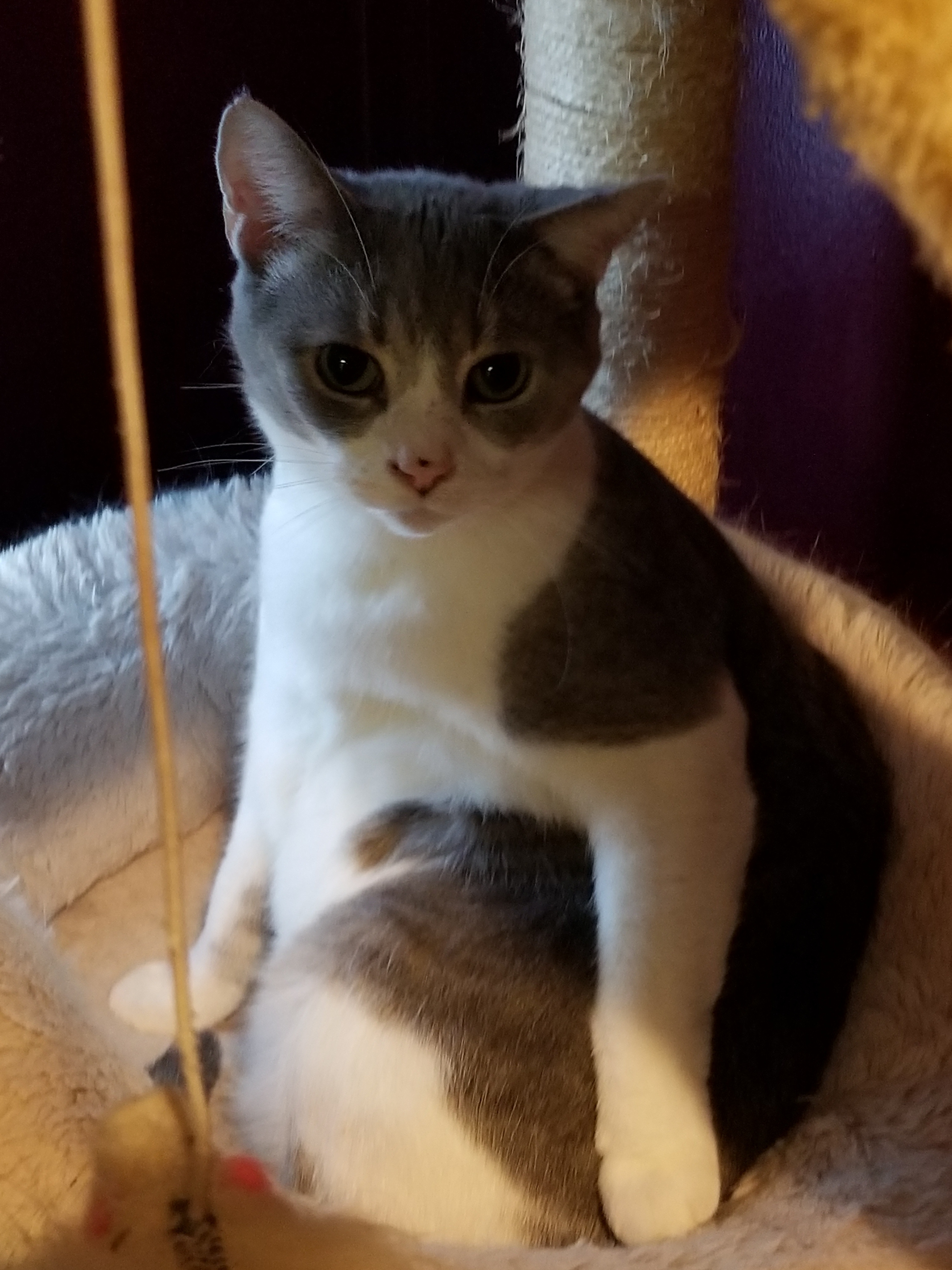 Mona, an adoptable Domestic Short Hair, Tabby in Hartford, KY, 42347 | Photo Image 5