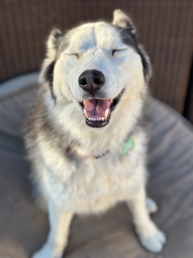 Skittles, an adoptable Alaskan Malamute in Newport Beach, CA, 92660 | Photo Image 2