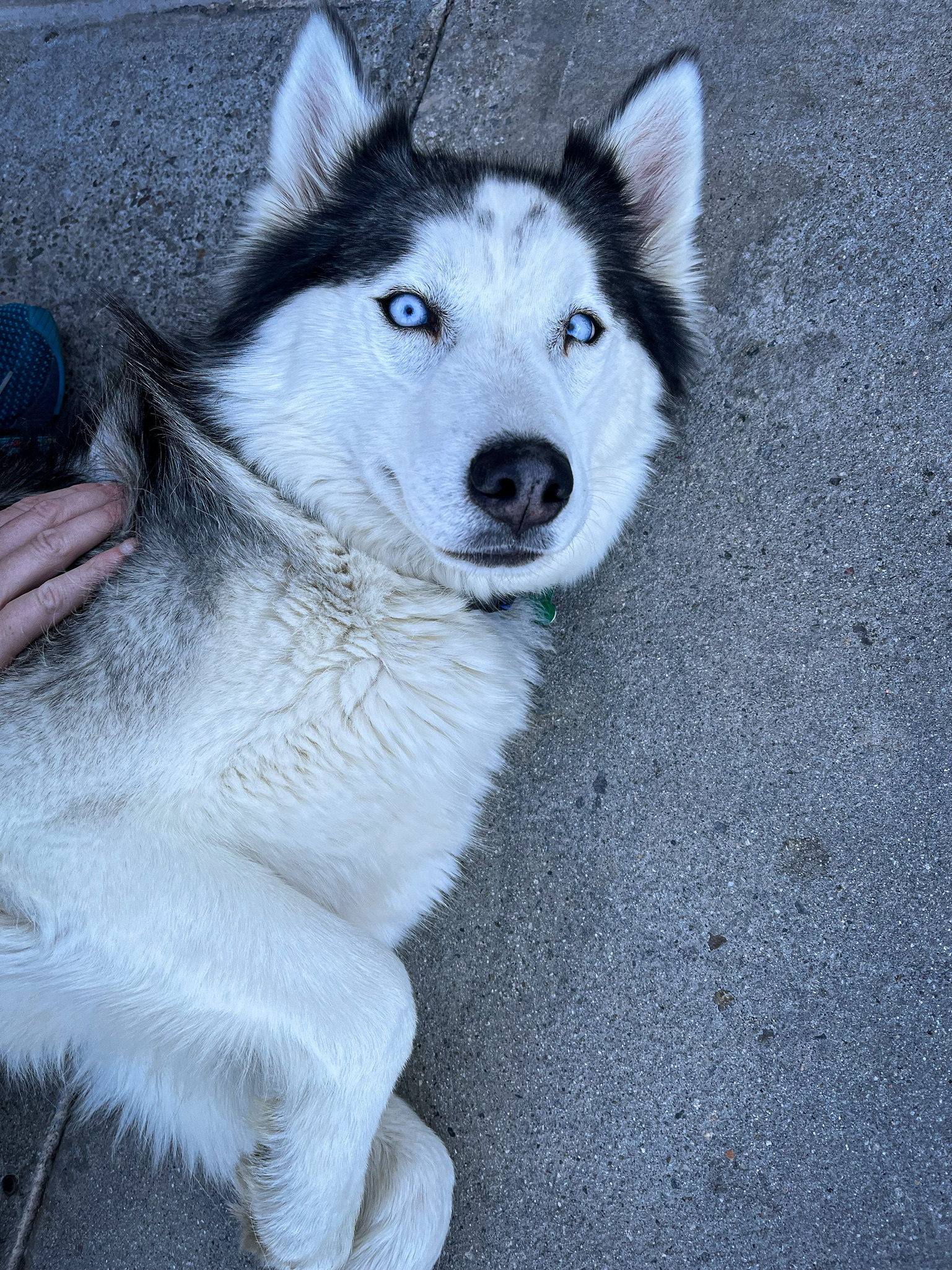 Skittles, an adoptable Alaskan Malamute in Newport Beach, CA, 92660 | Photo Image 3