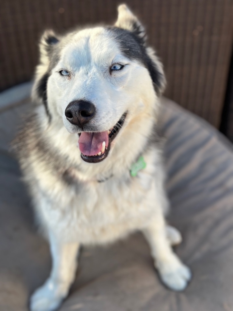 Skittles, an adoptable Alaskan Malamute in Newport Beach, CA, 92660 | Photo Image 4