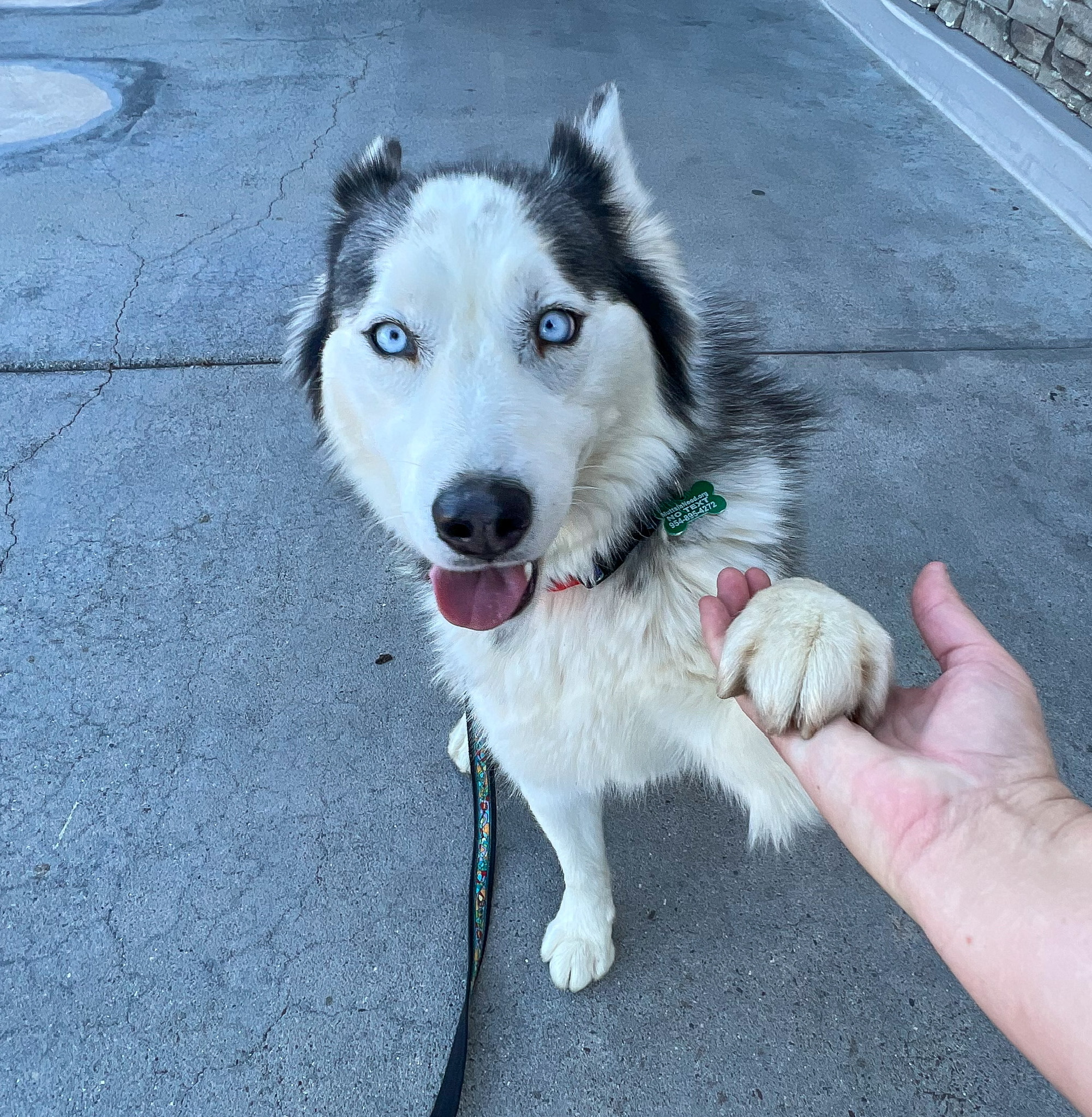 Skittles, an adoptable Alaskan Malamute in Newport Beach, CA, 92660 | Photo Image 5