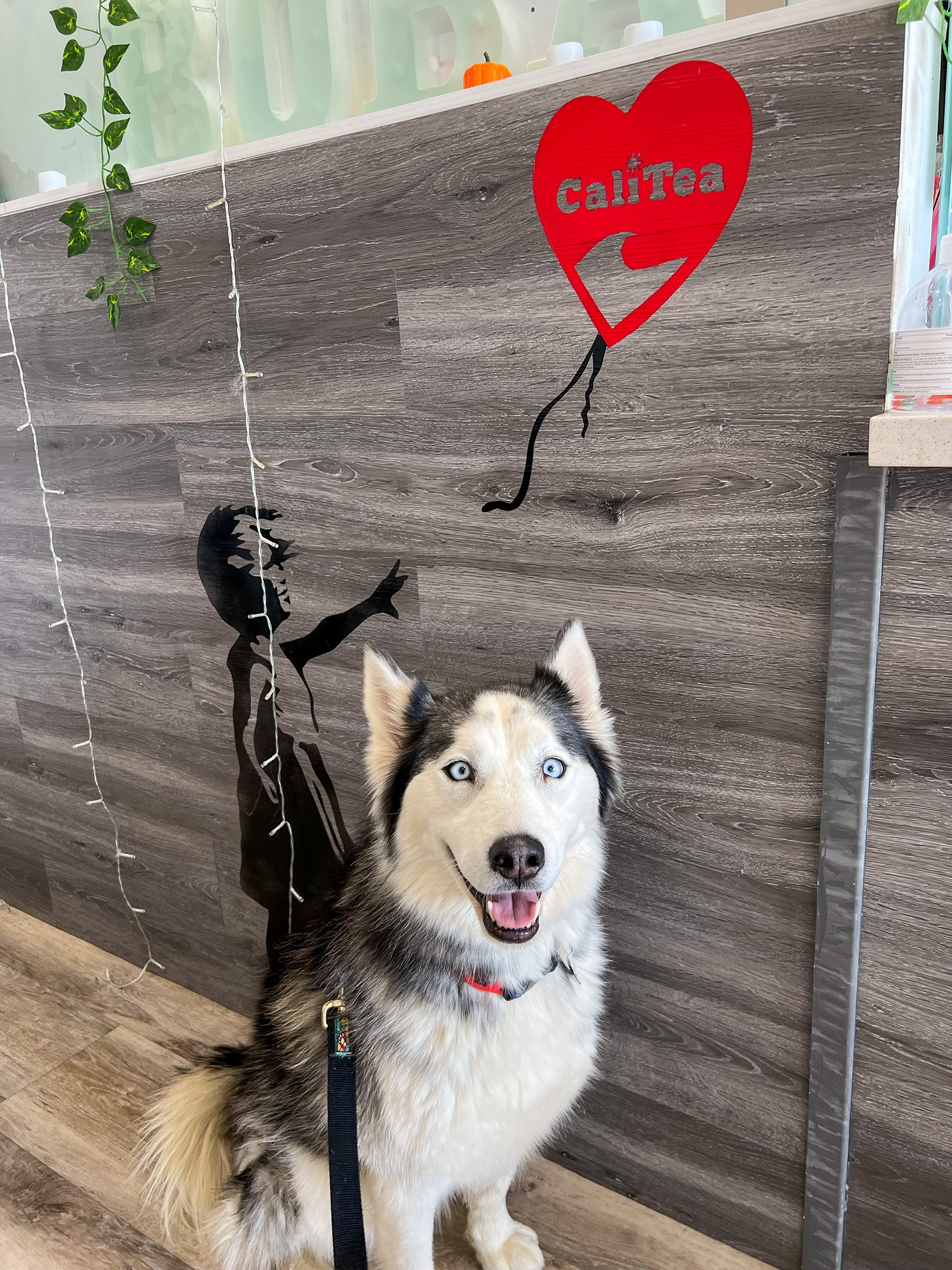 Skittles, an adoptable Alaskan Malamute in Newport Beach, CA, 92660 | Photo Image 6