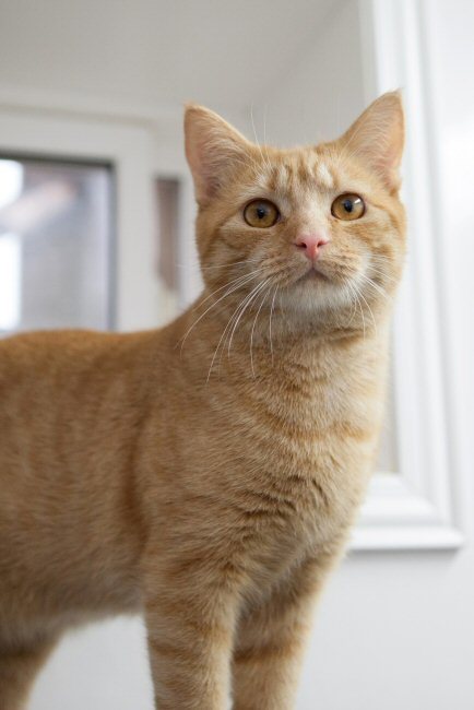 Trez, an adoptable Domestic Short Hair in Florenceville, NB_image-2