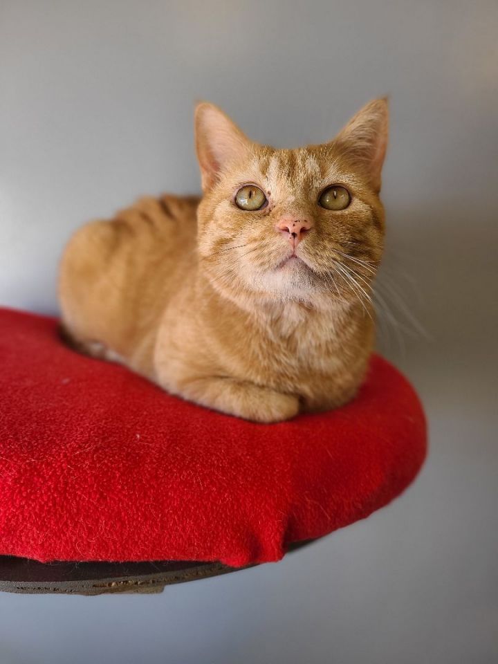 Trez, an adoptable Domestic Short Hair in Florenceville, NB_image-1