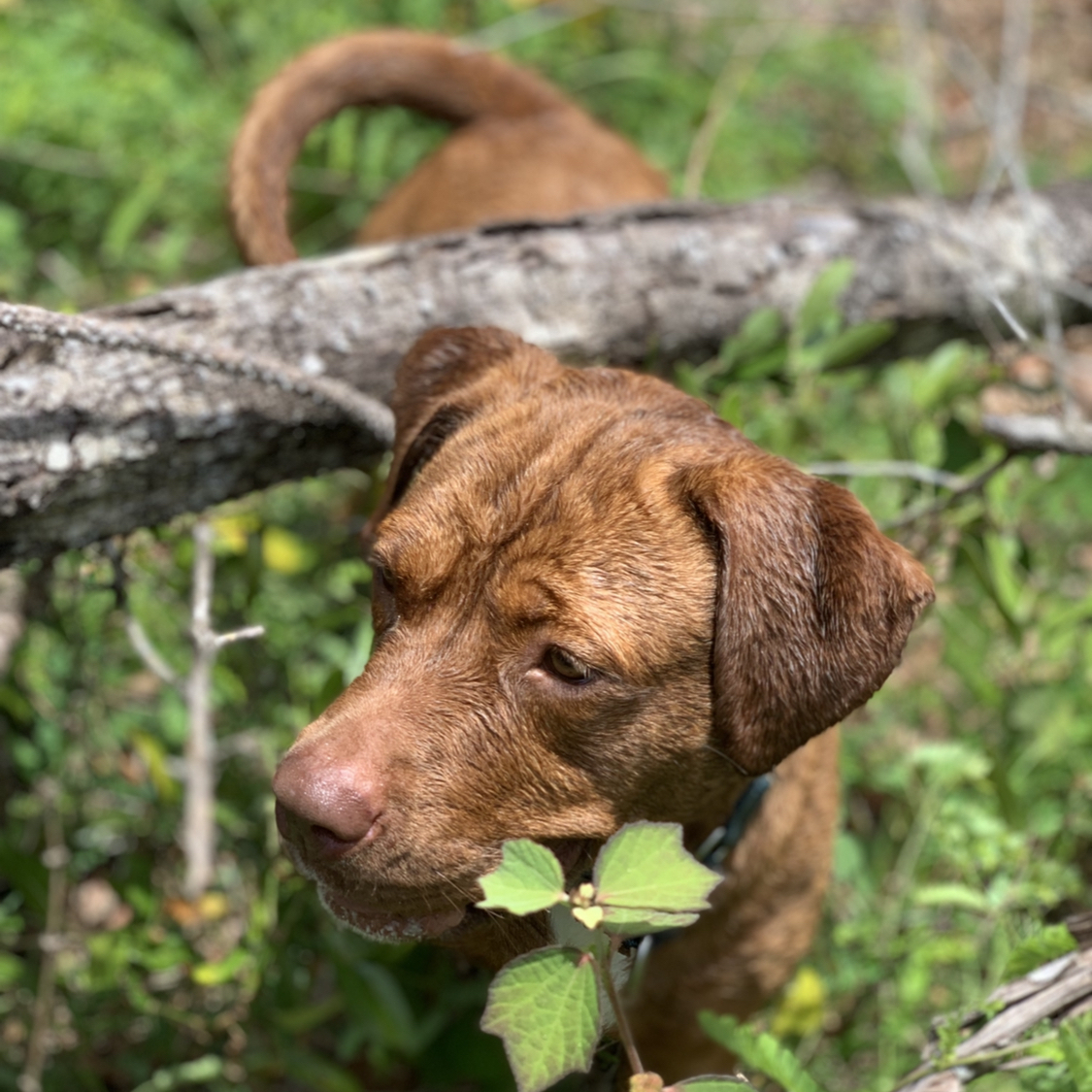 Nixie, an adoptable American Staffordshire Terrier, Labrador Retriever in Palm City, FL, 34990 | Photo Image 3