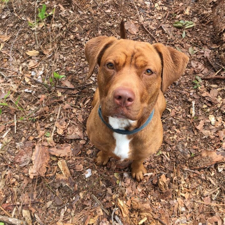 Nixie, an adoptable American Staffordshire Terrier & Labrador Retriever Mix in Palm City, FL_image-4