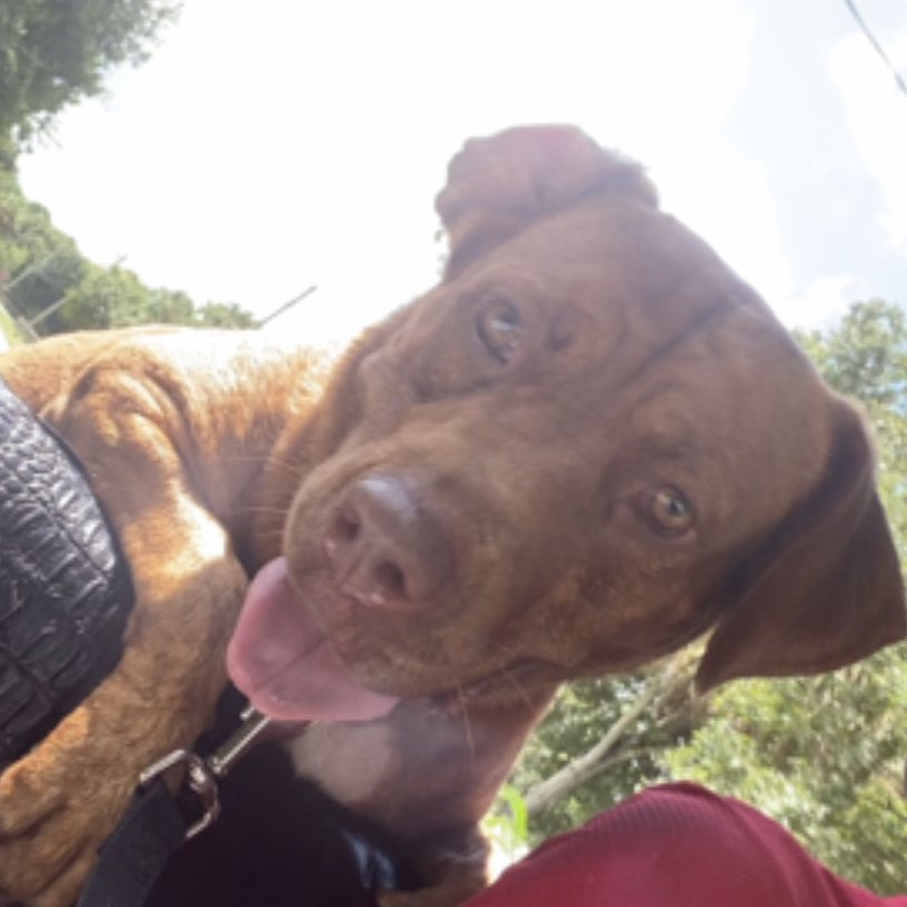Nixie, an adoptable American Staffordshire Terrier, Labrador Retriever in Palm City, FL, 34990 | Photo Image 5