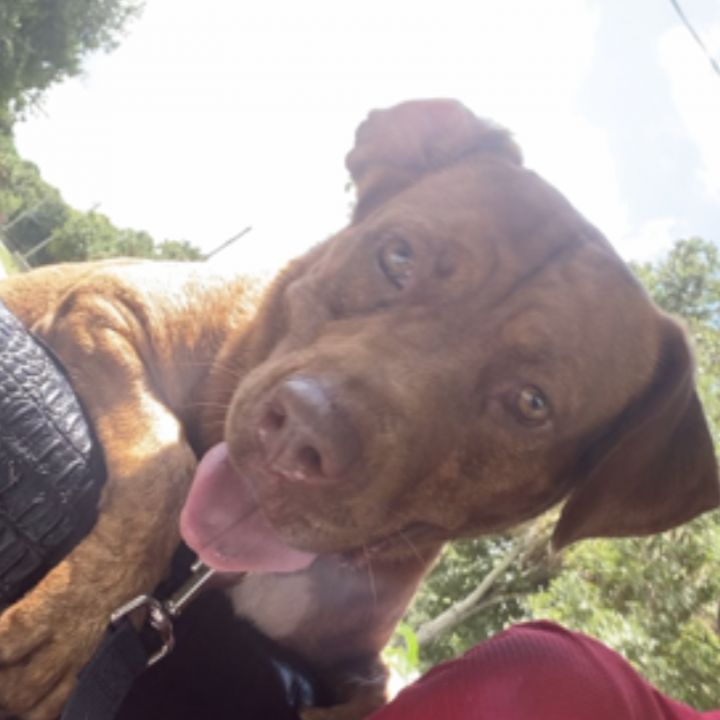 Nixie, an adoptable American Staffordshire Terrier & Labrador Retriever Mix in Palm City, FL_image-5