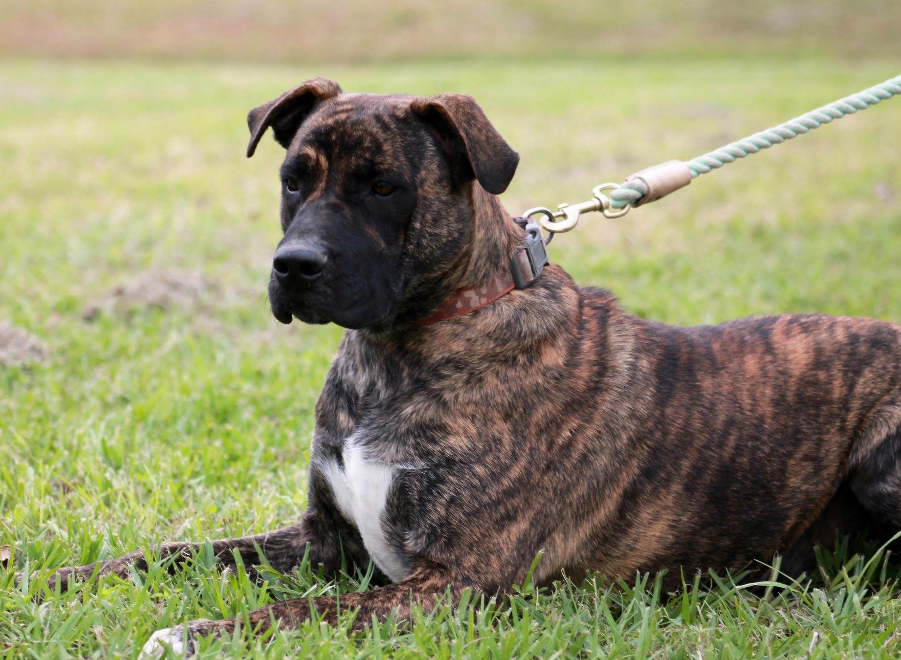 Cute Bulldog Boxer Mix Brindle