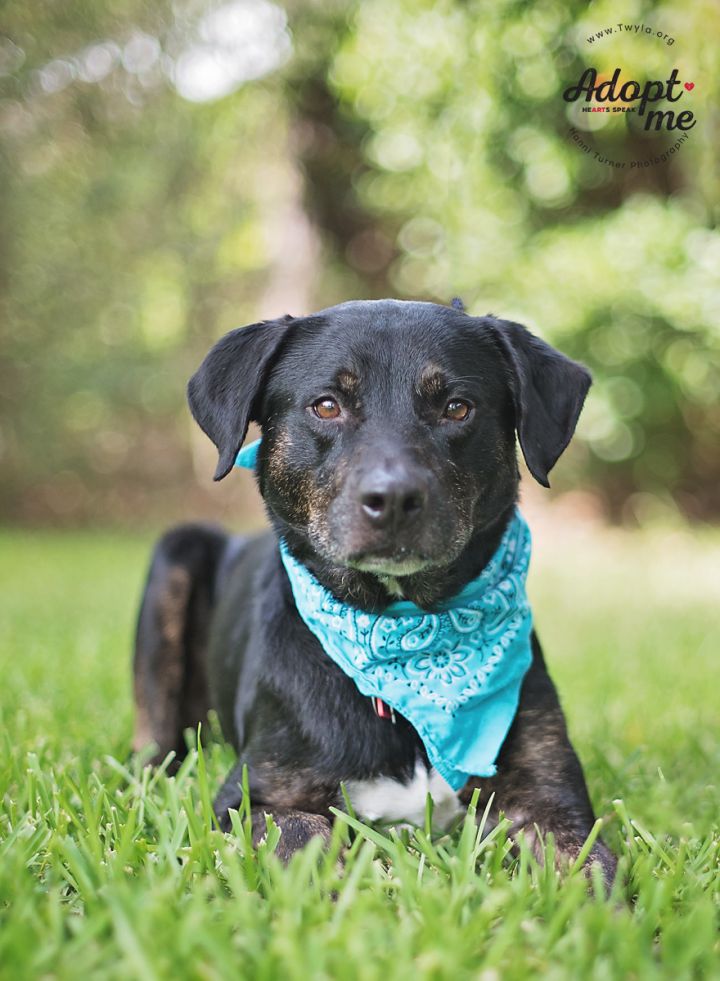 Roady, an adopted Labrador Retriever Mix in Kingwood, TX_image-3
