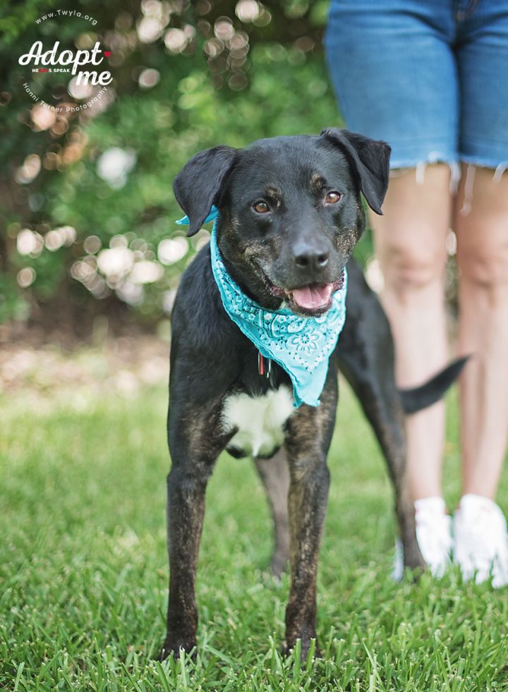 Roady, an adopted Labrador Retriever Mix in Kingwood, TX_image-6