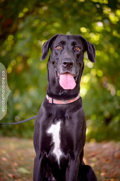 black lab and great dane mix