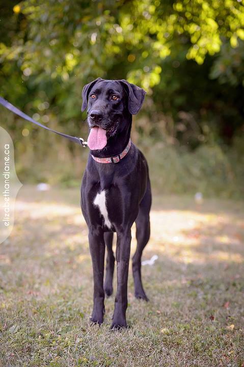 black lab and great dane mix