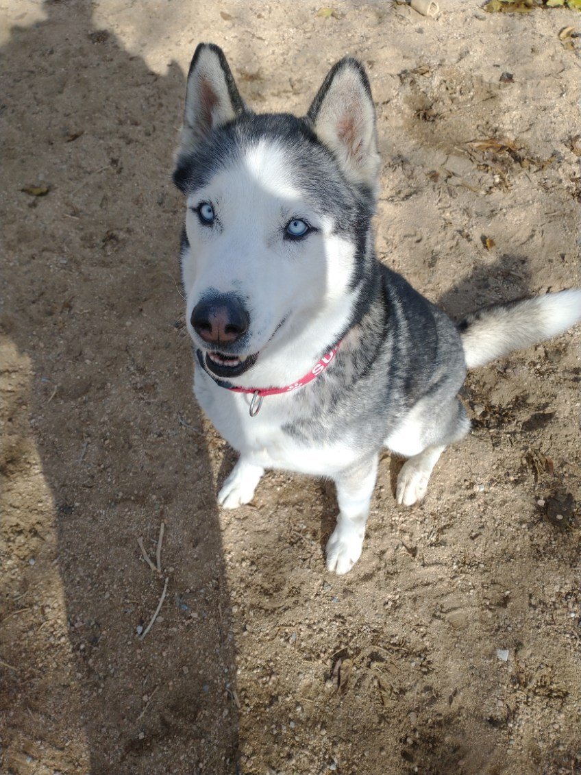 Niko ( pretty blue eyes), an adoptable Australian Shepherd in Mentone, CA, 92359 | Photo Image 1