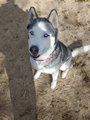 Niko ( pretty blue eyes), Adult Male unknown