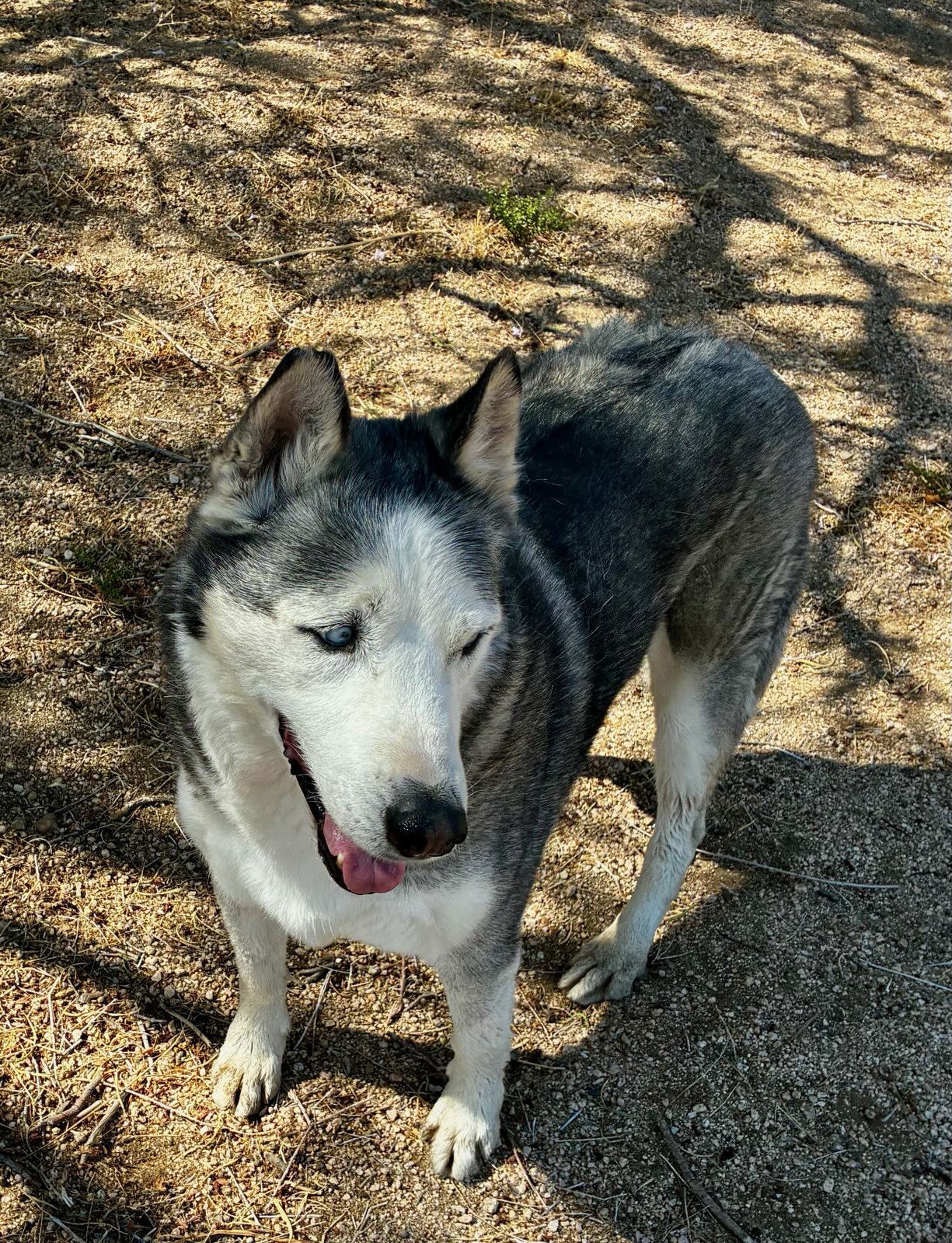 Niko ( pretty blue eyes), an adoptable Australian Shepherd in Mentone, CA, 92359 | Photo Image 1