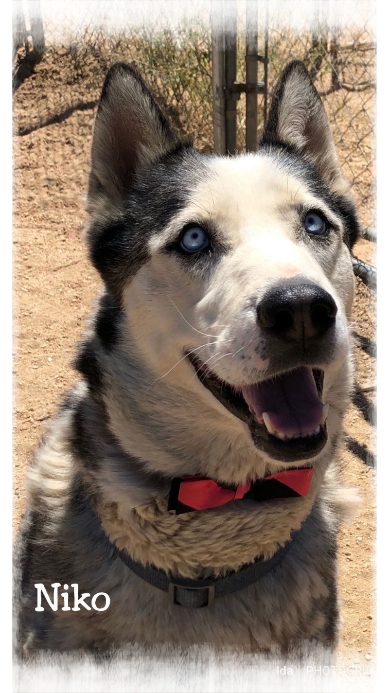 Niko ( pretty blue eyes), an adoptable Husky in Mentone, CA, 92359 | Photo Image 2