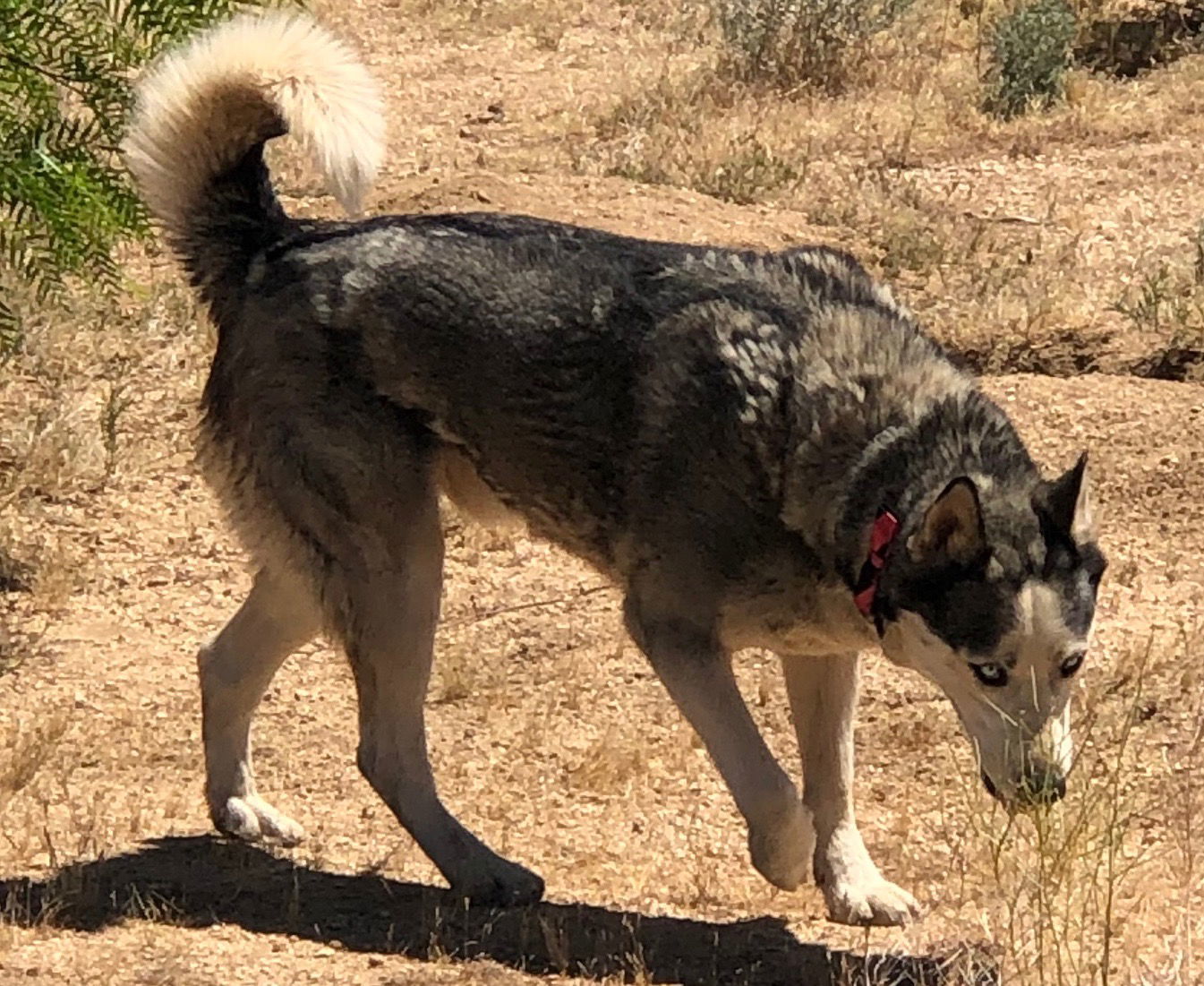 Niko ( pretty blue eyes), an adoptable Australian Shepherd in Mentone, CA, 92359 | Photo Image 3