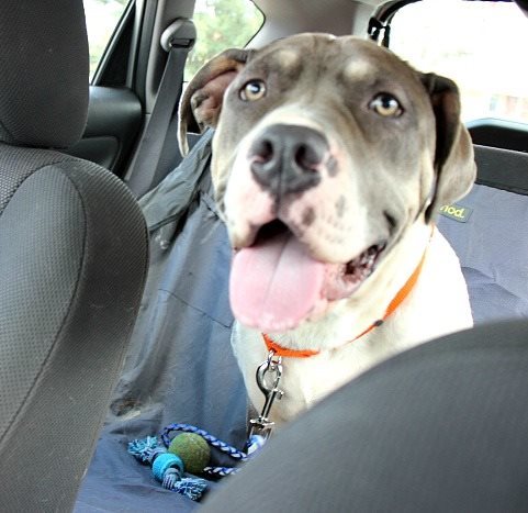 Waylon, an adopted Pit Bull Terrier in Reston, VA_image-3