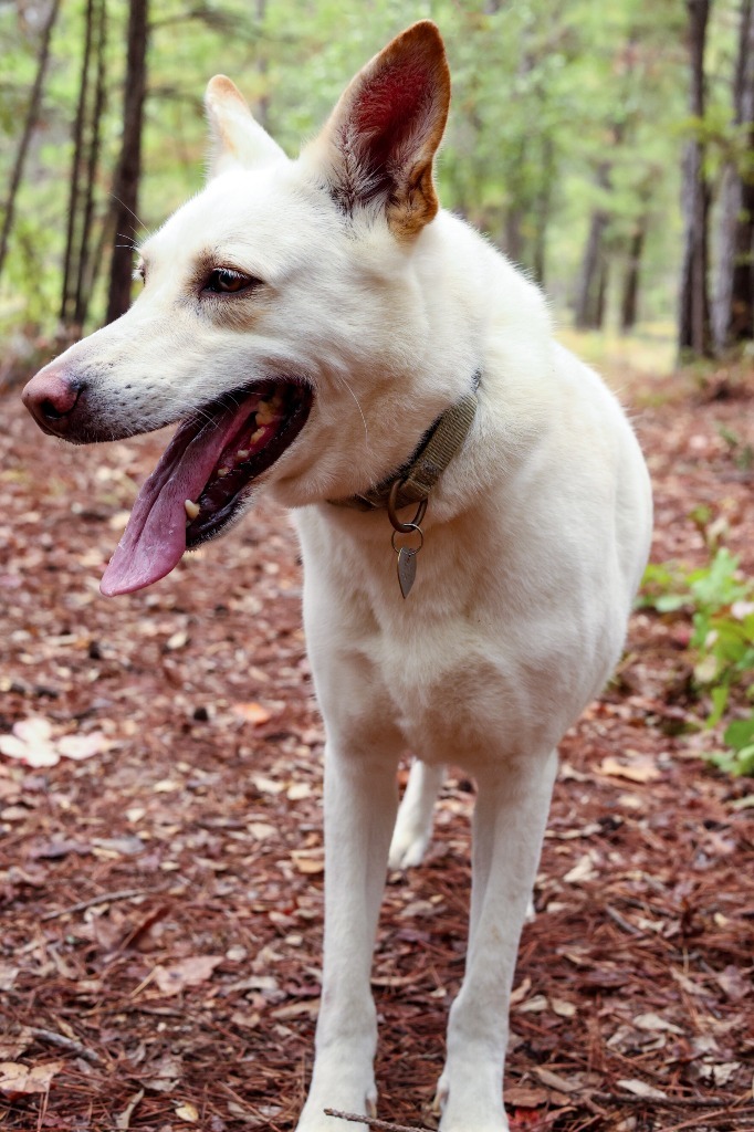 Ozzy, an adoptable German Shepherd Dog in Tyler, TX, 75713 | Photo Image 2